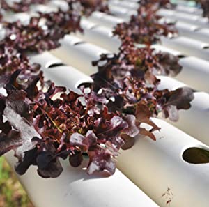 DIY Hydroponic Gardens 5 1681754486 376 DIY Hydroponic Gardens How to Design and Build an