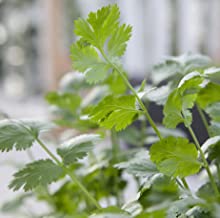 DIY Hydroponic Gardens 11 1681754488 256 DIY Hydroponic Gardens How to Design and Build an