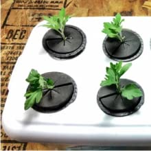 Hydroponics for Beginners: The Complete Guide to Hydroponic Gardening 9 hydroponics