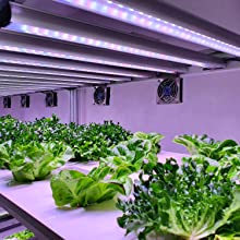 Hydroponics for Beginners: The Complete Guide to Hydroponic Gardening 11 hydroponics