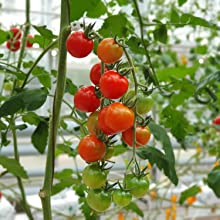 Hydroponics for Beginners: The Complete Guide to Hydroponic Gardening 13 hydroponics