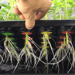 Psycloner Clone Machine, Hydroponics System, Cloner for Plant Cuttings 21 24 Site DWC Psycloner with rooting plants