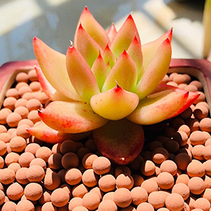 Wohohoho 2.2lbs Mini Hydroponics Clay Pebbles, Upgraded 3mm-5mm Hydro Ceramsite Balls 15 garden rocks