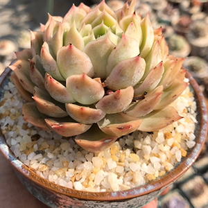 Wohohoho 2.2lbs Mini Hydroponics Clay Pebbles, Upgraded 3mm-5mm Hydro Ceramsite Balls 17 succulents cactus sand