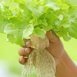 Halatool 1 Inch Garden Rockwool Stonewool Rockwool Grow Cubes Starter Plugs for Soilless Cultivation Clone Plants Hydroponics Germination Start (4 Sheets) 13 3333