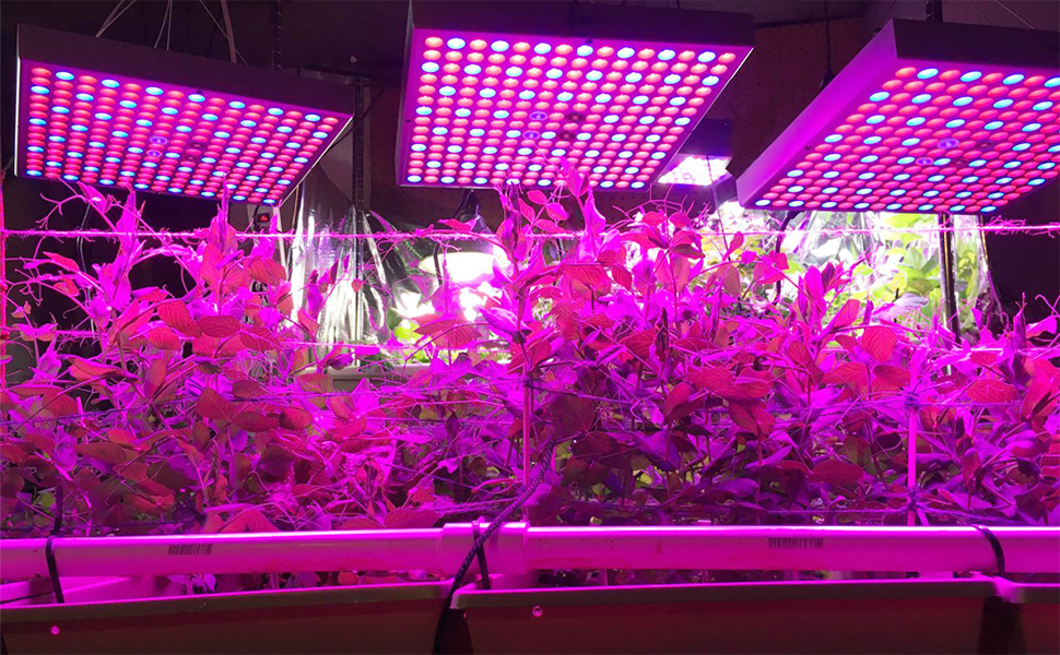 75W LED Grow Light for Indoor Plants Growing Lamp 225 LEDs UV IR Red Blue Full Spectrum Plant Lights Bulb Panel for Hydroponics Greenhouse Seedling Veg and Flower by Venoya 10 LED Grow Light for Indoor Plants Growing Lamp 225 LEDs UV IR Red Blue Full Spectrum Plant Lights 45W