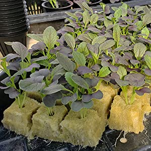 CastleGreens 1inch Rockwool Grow Cubes, Starter Plugs for Plant Growing, Great for Rooting, Cuttings, Clone Plants, Germination Start Seeds, Ideal Hydroponic Grow Media(4 Sheets, 200 Plugs Total) 15 rockwool cubes