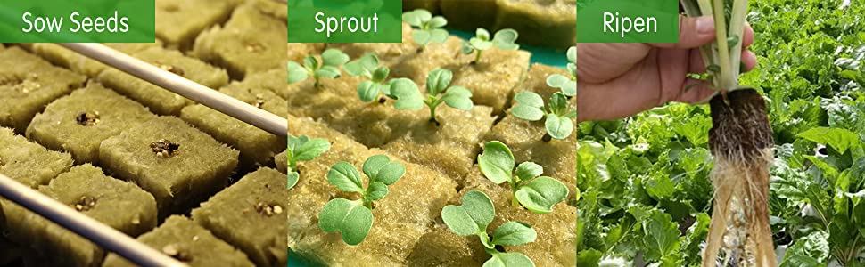 CastleGreens 1inch Rockwool Grow Cubes, Starter Plugs for Plant Growing, Great for Rooting, Cuttings, Clone Plants, Germination Start Seeds, Ideal Hydroponic Grow Media(4 Sheets, 200 Cubes Total) 17 Starter Plugs