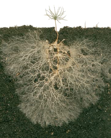Mycorrhizal Fungi Root Enhancer for Plants - Bigger, Stronger, Healthier Roots, Use in Soil and Mycorrhizae Hydroponic - Super 20X Concentrated - Trifecta Myco Supreme (57 Grams / 2 OZ) 15 Root Enhancer