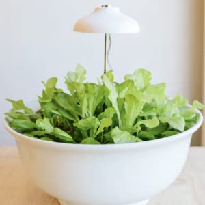 Home Hydroponics: Small-space DIY growing systems for the kitchen, dining room, living room, bedroom, and bath 21 A growing salad bowl with overhead light.