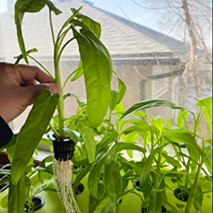 Hydroponic System Growing Kit