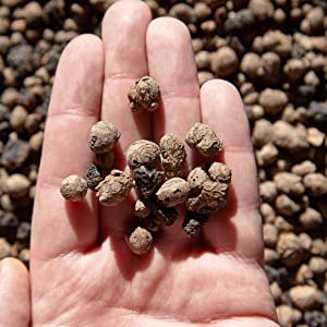 Professional Clay Pebbles | Expanded for Seedlings, Root Cuttings, Hydroponics, Plants | Lightweight Soil Additive | Large 2.2 Quarts | Made in USA 13 seedlings