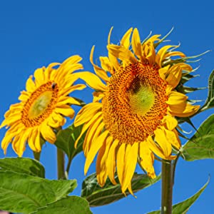 Garden Tutor Soil pH Test Kit (3.5-9 Range) | 100 Soil pH Test Strips 17 Sunflower proper garden soil pH