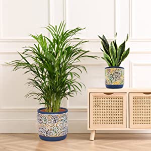 DeeCoo 3 Piece Ceramic Plant pots Indoor Pots Set with Drainage Holes, 5.7/4.7/3.5/inch, Modern Decorative pots Outdoor Plants Lilies, Cacti, Succulents, Snakes, and Bamboo (Blue) 13 1