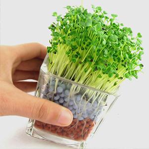 wohohoho 2.2lbs Mini Hydroponics Clay Pebbles Balls, Upgraded 3mm-5mm Grey Hydro Ceramsite, Horticultural Plant Top-Dressing Decorative Rocks for Aquaponics, Drainage Water, Purification, Cultivation 16 succulents cactus sand