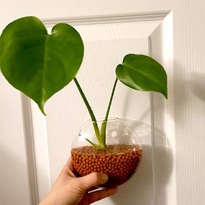 wohohoho 2.2lbs Mini Hydroponics Clay Pebbles Balls, Upgraded 3mm-5mm Grey Hydro Ceramsite, Horticultural Plant Top-Dressing Decorative Rocks for Aquaponics, Drainage Water, Purification, Cultivation 20 Black Lava Pebble
