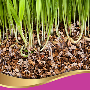 Organic Coarse Vermiculite - Made in USA for All Indoor/Outdoor Plants & Organic Gardens - Horticultural Soil Amendment Additive Conditioner Grow Media for Hydroponics, Mushroom Cultivation and more! 14 verm seeds