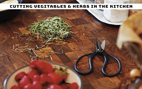 Skyhaven Harvest Pruning Scissors, Traditional Higurashi Japanese-style Bonsai shears for indoor outdoor gardening. A versatile tool for use around the kitchen, house and garden 5 Skyhaven Harvest Pruning Scissors, Traditional Higurashi Japanese-style Bonsai shears for indoor outdoor gardening. A versatile tool for use around the kitchen, house and garden - Image 5