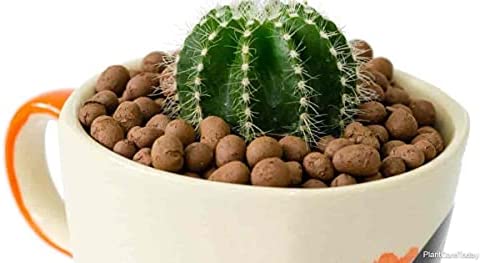 Professional Clay Pebbles | Expanded for Seedlings, Root Cuttings, Hydroponics, Plants | Lightweight Soil Additive | Large 2.2 Quarts | Made in USA 4 Professional Clay Pebbles | Expanded for Seedlings, Root Cuttings, Hydroponics, Plants | Lightweight Soil Additive | Large 2.2 Quarts | Made in USA - Image 4