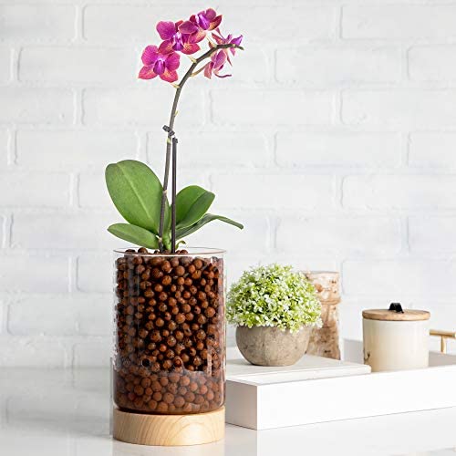 Pot & Pebble Glass Indoor Planter with Wooden Base & Water Level Control: Transparent for Root Visibility (Suitable for Semi-Hydroponic or General Use) Easier Plant Care, Less Watering & More Growth! 7 Pot & Pebble Glass Indoor Planter with Wooden Base & Water Level Control: Transparent for Root Visibility (Suitable for Semi-Hydroponic or General Use) Easier Plant Care, Less Watering & More Growth! - Image 7