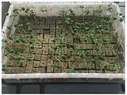 1.5 inch Rockwool/Stonewool Grow Cubes Starter Sheets for Cuttings, Cloning, Plant Propagation, Seed Starting Hydroponic Grow Media Growing Medium for Vigorous Plant Growth (28, 1.5) 4 1.5 inch Rockwool/Stonewool Grow Cubes Starter Sheets for Cuttings, Cloning, Plant Propagation, Seed Starting Hydroponic Grow Media Growing Medium for Vigorous Plant Growth (28, 1.5) - Image 4