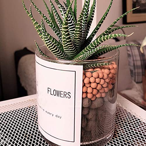 Wohohoho 2.2lbs Mini Hydroponics Clay Pebbles, Upgraded 3mm-5mm Hydro Ceramsite Balls 3 Wohohoho 2.2lbs Mini Hydroponics Clay Pebbles, Upgraded 3mm-5mm Hydro Ceramsite Balls - Image 3