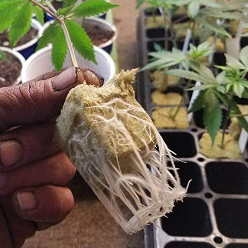 Hydroponics Cutting Cubes Tray, 50pcs Cultivation Compress Base Grow Sheet Block Rockwool Cubes Soilless 5 Hydroponics Cutting Cubes Tray, 50pcs Cultivation Compress Base Grow Sheet Block Rockwool Cubes Soilless - Image 5