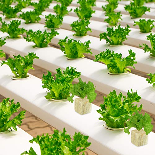 Halatool 1 Inch Garden Rockwool Stonewool Rockwool Grow Cubes Starter Plugs for Soilless Cultivation Clone Plants Hydroponics Germination Start (4 Sheets) 6 Halatool 1 Inch Garden Rockwool Stonewool Rockwool Grow Cubes Starter Plugs for Soilless Cultivation Clone Plants Hydroponics Germination Start (4 Sheets) - Image 6