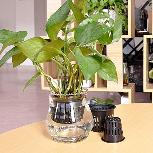 Jucoan 40 Pack 4 Inch Net Pots, Garden Slotted Mesh Net Cups, Plastic Orchids Pot Plant Nursery Basket with Wide Lip for Aquaponics, Hydroponics 7 Jucoan 40 Pack 4 Inch Net Pots, Garden Slotted Mesh Net Cups, Plastic Orchids Pot Plant Nursery Basket with Wide Lip for Aquaponics, Hydroponics - Image 7