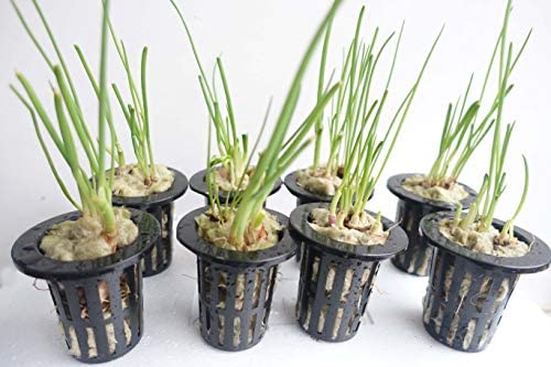 1.5” Rockwool Starter Plugs for Hydroponics 4 1.5” Rockwool Starter Plugs for Hydroponics - Image 4