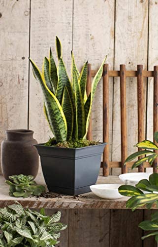 The HC Companies 10 Inch Eclipse Square Planter with Saucer - Indoor Outdoor Plant Pot for Flowers, Vegetables, and Herbs, Slate Blue 3 The HC Companies 10 Inch Eclipse Square Planter with Saucer - Indoor Outdoor Plant Pot for Flowers, Vegetables, and Herbs, Slate Blue - Image 3