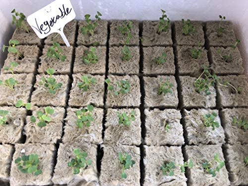 1.5” Rockwool Starter Plugs for Hydroponics 3 1.5” Rockwool Starter Plugs for Hydroponics - Image 3