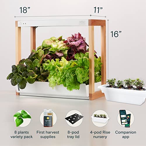 Rise Gardens Personal Garden and Starter Kit | Hydroponics Growing System, Wi-Fi & App Controlled Indoor Garden with Growing Lights & Self-Watering System | Includes 8 Seed Pods & 6 Weeks Nutrients 3 Rise Gardens Personal Garden and Starter Kit | Hydroponics Growing System, Wi-Fi & App Controlled Indoor Garden with Growing Lights & Self-Watering System | Includes 8 Seed Pods & 6 Weeks Nutrients - Image 3
