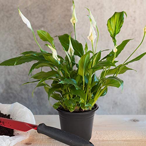 JERIA 100-Pack 0.5 Gallon Plant Nursery Pots, Plastic Pots for Flower Seedling, Flower Plant Container Seed Starting Pot, Come with 100 Pcs Plant Labels 6 JERIA 100-Pack 0.5 Gallon Plant Nursery Pots, Plastic Pots for Flower Seedling, Flower Plant Container Seed Starting Pot, Come with 100 Pcs Plant Labels - Image 6