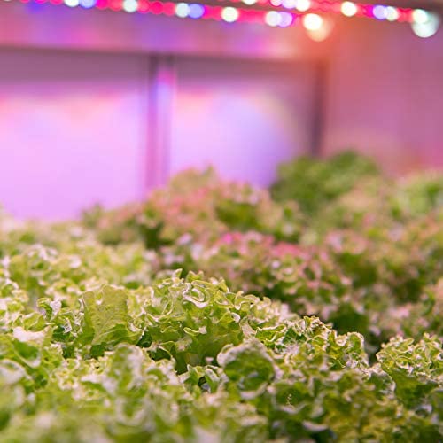 Feit Electric - Quad Light White Hydroponic 60 Watt LED 2 Foot Linkable Grow Light (GLP24H/60W/LED) 3 Feit Electric - Quad Light White Hydroponic 60 Watt LED 2 Foot Linkable Grow Light (GLP24H/60W/LED) - Image 3