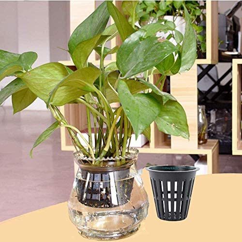 IPXEAD 100PCS 2 Inch Garden Slotted Mesh Net Cups, Round Heavy Duty Net Cups Pots for, Hydroponics Slotted Mesh… 3 IPXEAD 100PCS 2 Inch Garden Slotted Mesh Net Cups, Round Heavy Duty Net Cups Pots for, Hydroponics Slotted Mesh… - Image 3