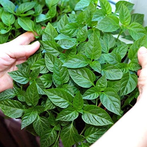 61Pcs Hydroponics Mesh Net Cup Kit - 20 Packs 3 Inches Slotted Mesh Net Pot Cups, 21Packs 1.7x1.7x1.7Inch Stonewool Starter Plugs, 20 Article Self Watering Cotton Wick Cord for Hydroponics 6 61Pcs Hydroponics Mesh Net Cup Kit - 20 Packs 3 Inches Slotted Mesh Net Pot Cups, 21Packs 1.7x1.7x1.7Inch Stonewool Starter Plugs, 20 Article Self Watering Cotton Wick Cord for Hydroponics - Image 6