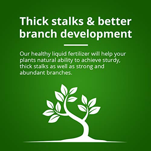 Humboldts Secret Tree Trunk - Silicate Additive - Advanced Nutrients - Helps Plants Flourish - Indoor Plant Food - Hydroponic Nutrients - Liquid Fertilizer (32 Ounce) 6 Humboldts Secret Tree Trunk - Silicate Additive - Advanced Nutrients - Helps Plants Flourish - Indoor Plant Food - Hydroponic Nutrients - Liquid Fertilizer (32 Ounce) - Image 6