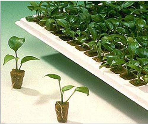 1.5 inch Rockwool/Stonewool Grow Cubes Starter Sheets for Cuttings, Cloning, Plant Propagation, Seed Starting Hydroponic Grow Media Growing Medium for Vigorous Plant Growth (28, 1.5) 5 1.5 inch Rockwool/Stonewool Grow Cubes Starter Sheets for Cuttings, Cloning, Plant Propagation, Seed Starting Hydroponic Grow Media Growing Medium for Vigorous Plant Growth (28, 1.5) - Image 5