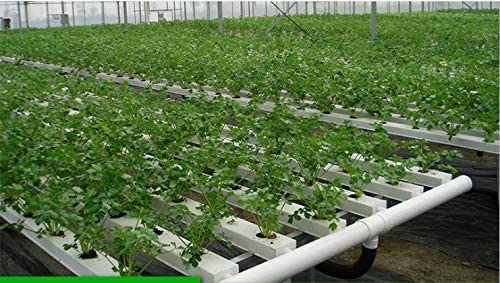 1.5 inch Rockwool/Stonewool Grow Cubes Starter Sheets for Cuttings, Cloning, Plant Propagation, Seed Starting Hydroponic Grow Media Growing Medium for Vigorous Plant Growth (28, 1.5) 7 1.5 inch Rockwool/Stonewool Grow Cubes Starter Sheets for Cuttings, Cloning, Plant Propagation, Seed Starting Hydroponic Grow Media Growing Medium for Vigorous Plant Growth (28, 1.5) - Image 7