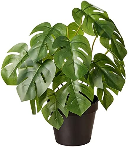 Amazon Basics Artificial Monstera Plant with Plastic Nursery Pot, 13-Inch 1 plant pots