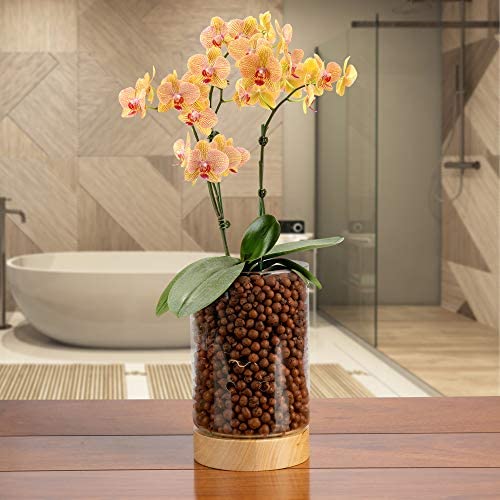Pot & Pebble Glass Indoor Planter with Wooden Base & Water Level Control: Transparent for Root Visibility (Suitable for Semi-Hydroponic or General Use) Easier Plant Care, Less Watering & More Growth! 9 Pot & Pebble Glass Indoor Planter with Wooden Base & Water Level Control: Transparent for Root Visibility (Suitable for Semi-Hydroponic or General Use) Easier Plant Care, Less Watering & More Growth! - Image 9