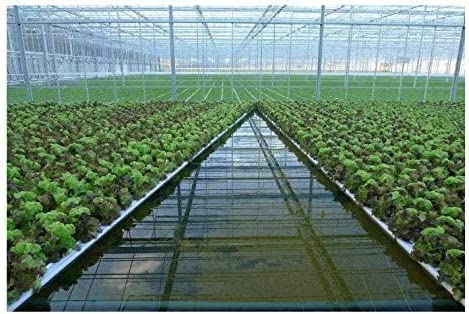 1.5 inch Rockwool/Stonewool Grow Cubes Starter Sheets for Cuttings, Cloning, Plant Propagation, Seed Starting Hydroponic Grow Media Growing Medium for Vigorous Plant Growth (28, 1.5) 6 1.5 inch Rockwool/Stonewool Grow Cubes Starter Sheets for Cuttings, Cloning, Plant Propagation, Seed Starting Hydroponic Grow Media Growing Medium for Vigorous Plant Growth (28, 1.5) - Image 6