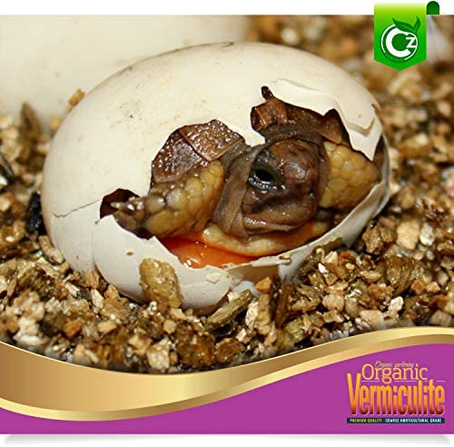 Organic Coarse Vermiculite - Made in USA for All Indoor/Outdoor Plants & Organic Gardens - Horticultural Soil Amendment Additive Conditioner Grow Media for Hydroponics, Mushroom Cultivation and more! 3 Organic Coarse Vermiculite - Made in USA for All Indoor/Outdoor Plants & Organic Gardens - Horticultural Soil Amendment Additive Conditioner Grow Media for Hydroponics, Mushroom Cultivation and more! - Image 3