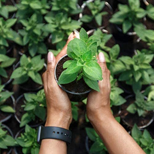 61Pcs Hydroponics Mesh Net Cup Kit - 20 Packs 3 Inches Slotted Mesh Net Pot Cups, 21Packs 1.7x1.7x1.7Inch Stonewool Starter Plugs, 20 Article Self Watering Cotton Wick Cord for Hydroponics 5 61Pcs Hydroponics Mesh Net Cup Kit - 20 Packs 3 Inches Slotted Mesh Net Pot Cups, 21Packs 1.7x1.7x1.7Inch Stonewool Starter Plugs, 20 Article Self Watering Cotton Wick Cord for Hydroponics - Image 5