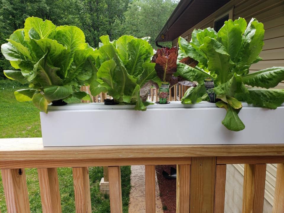 Go Grow Hydroponic Nutrients for All Veggies, Leafy Greens, Herbs and Flowers 1 Gallon - 10 Pack (10 Gallons) 3 Go Grow Hydroponic Nutrients for All Veggies, Leafy Greens, Herbs and Flowers 1 Gallon - 10 Pack (10 Gallons) - Image 3