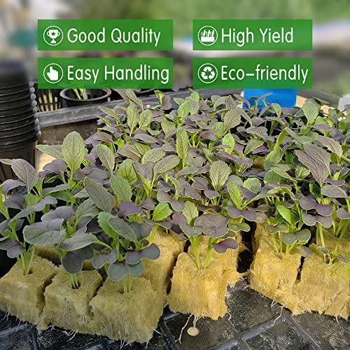 CastleGreens 1inch Rockwool Grow Cubes, Starter Plugs for Plant Growing, Great for Rooting, Cuttings, Clone Plants, Germination Start Seeds, Ideal Hydroponic Grow Media(4 Sheets, 200 Plugs Total) 5 CastleGreens 1inch Rockwool Grow Cubes, Starter Plugs for Plant Growing, Great for Rooting, Cuttings, Clone Plants, Germination Start Seeds, Ideal Hydroponic Grow Media(4 Sheets, 200 Plugs Total) - Image 5