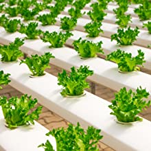 Hydroponics for Beginners: The Complete Guide to Hydroponic Gardening 7 hydroponics