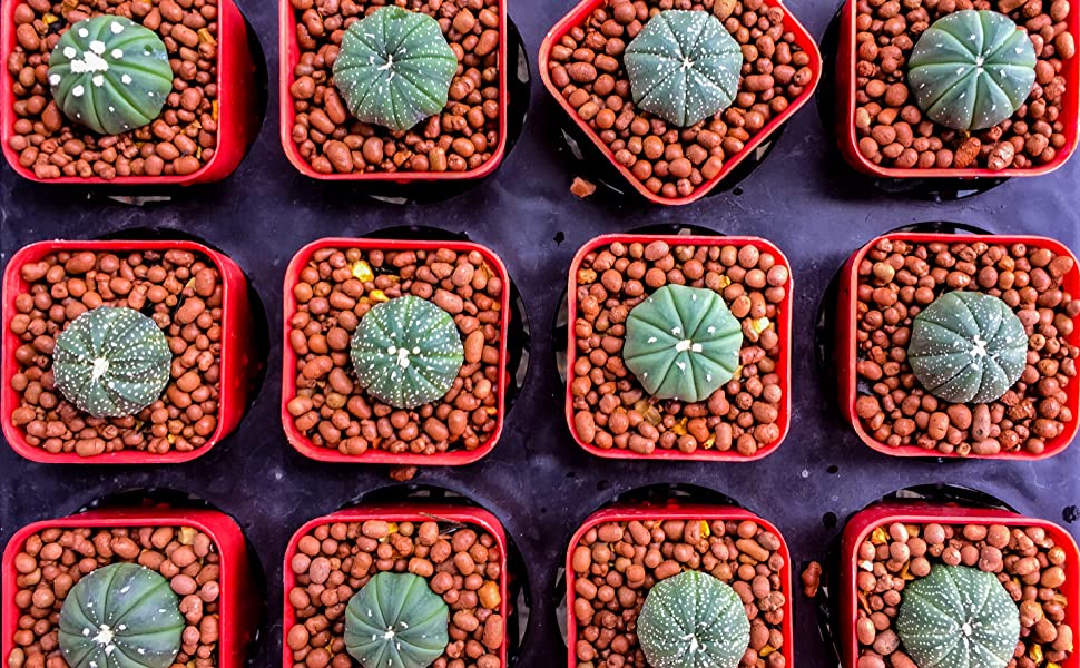 Professional Clay Pebbles | Expanded for Seedlings, Root Cuttings, Hydroponics, Plants | Lightweight Soil Additive | Large 2.2 Quarts | Made in USA 9 clay pebbles cacti