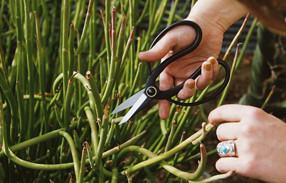 Skyhaven Harvest Pruning Scissors, Traditional Higurashi Japanese-style Bonsai shears for indoor outdoor gardening. A versatile tool for use around the kitchen, house and garden 8 Higurashi Bonsai Scissors